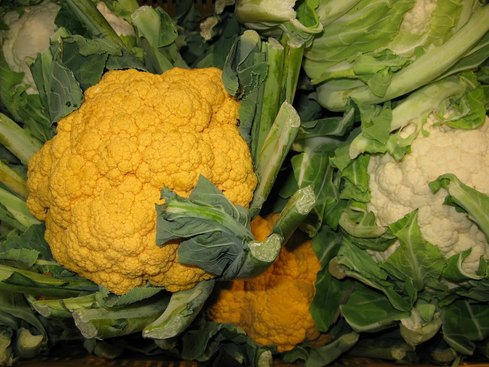 Brassica oleracea