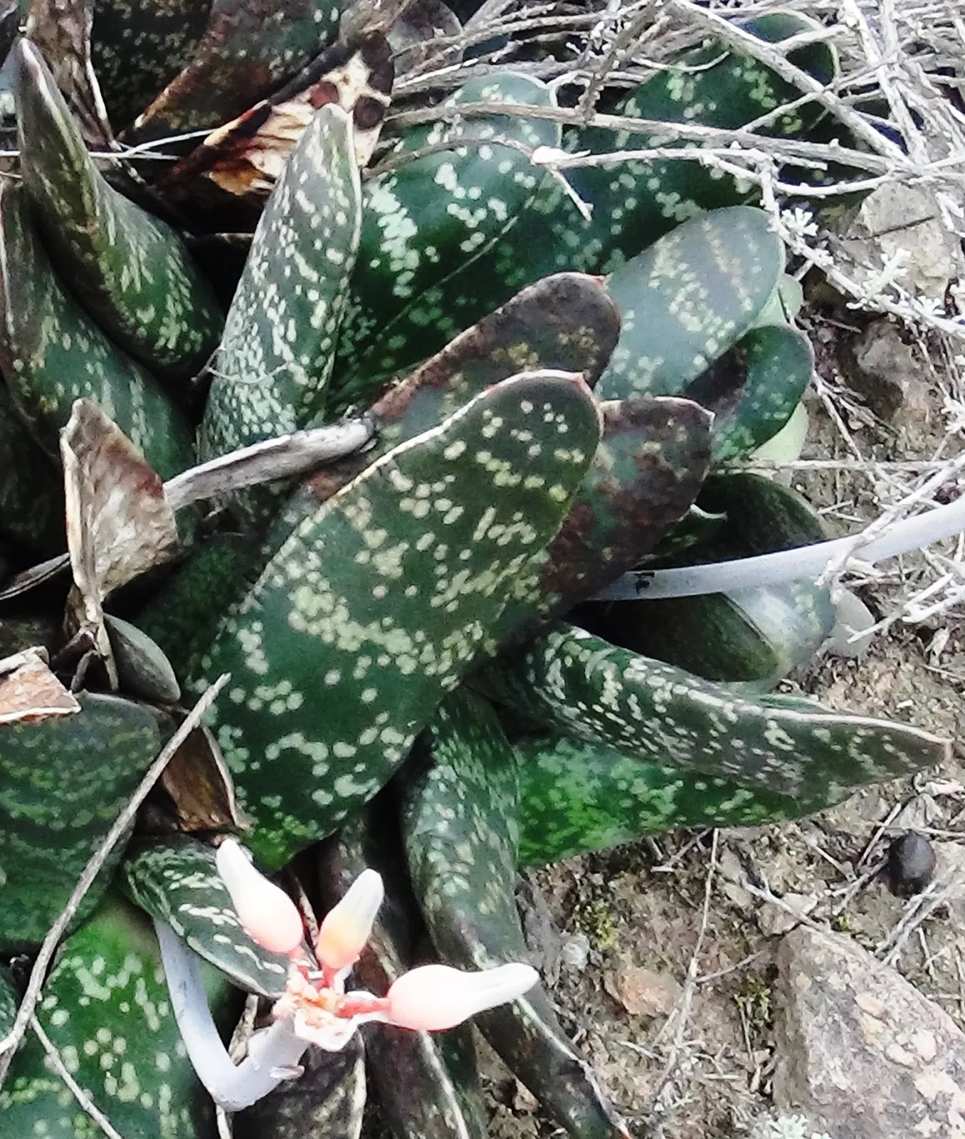 Gasteria brachyphylla