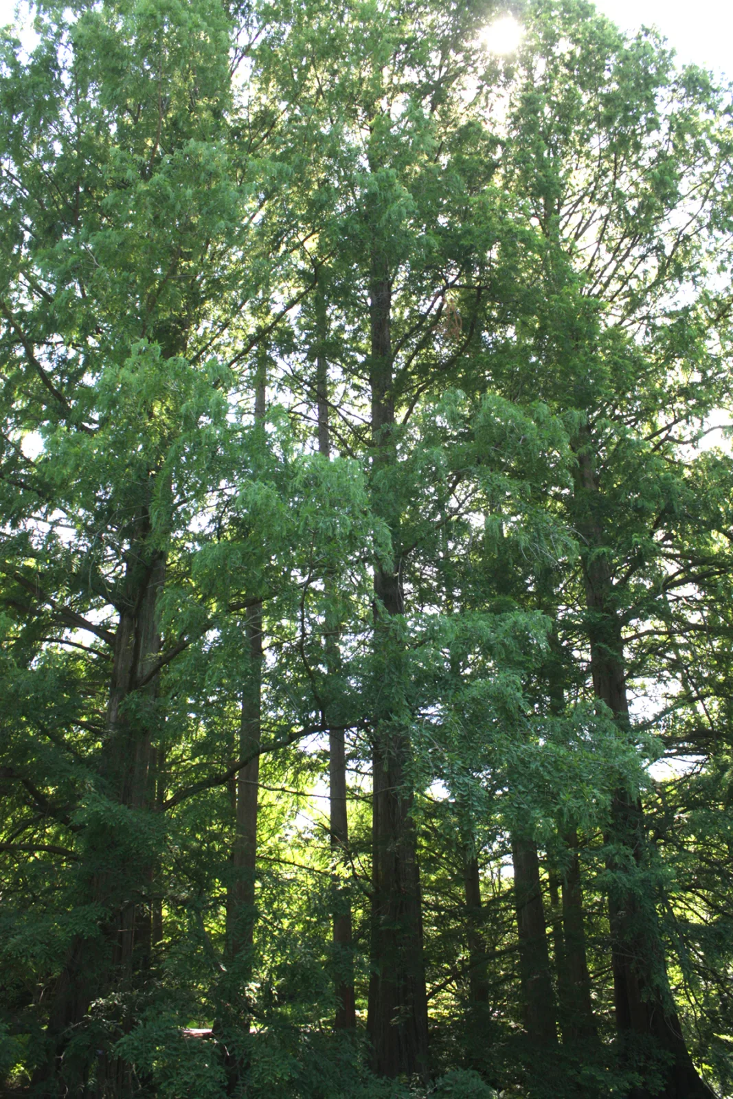 Metasequoia glyptostroboides