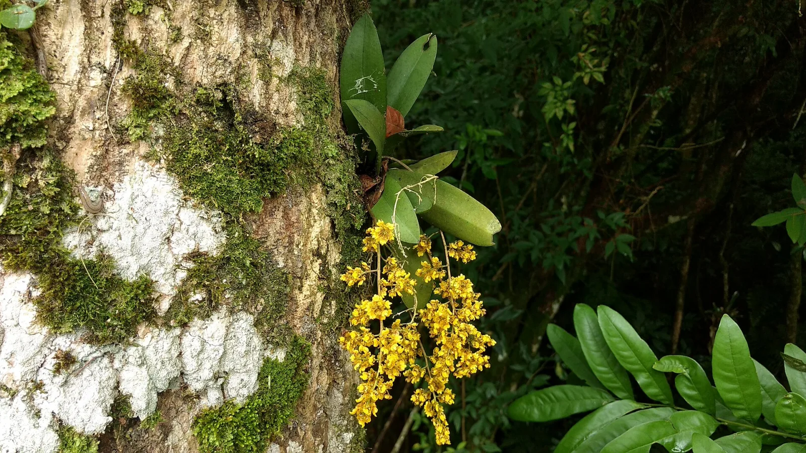 Lophiaris pumila