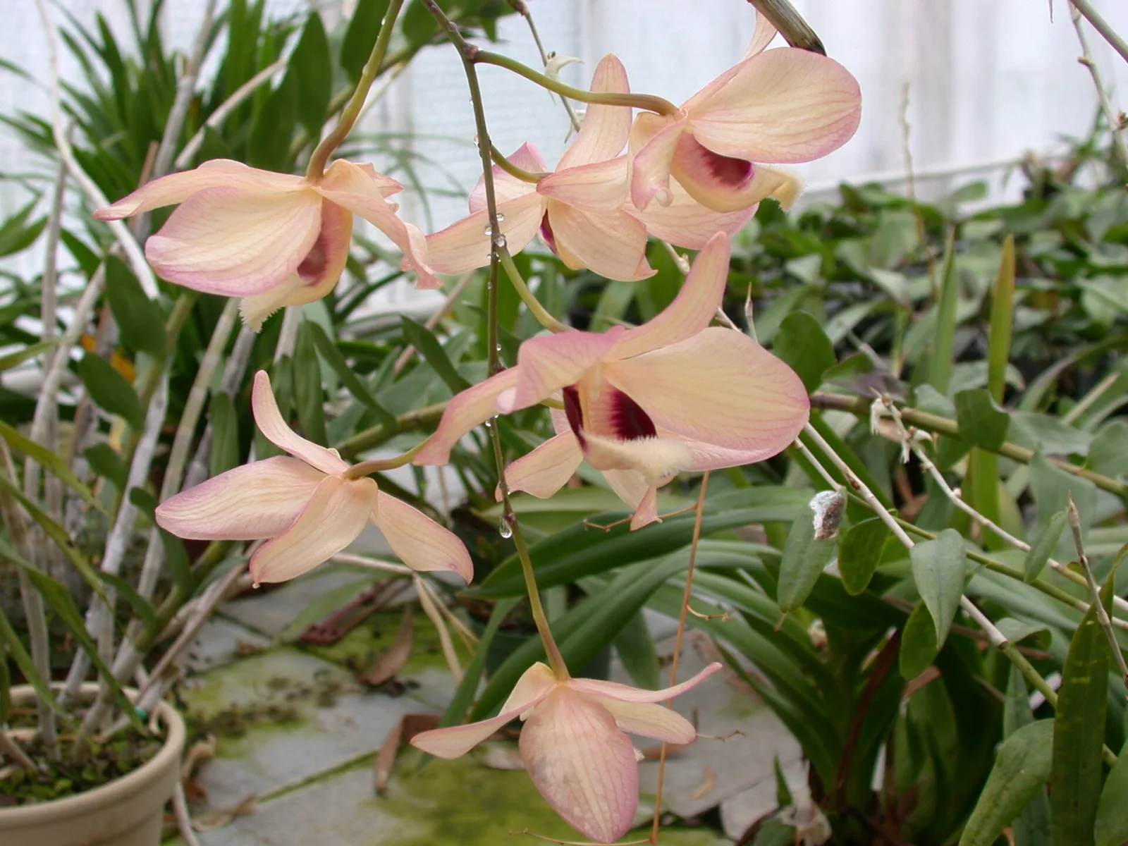 Dendrobium pulchellum
