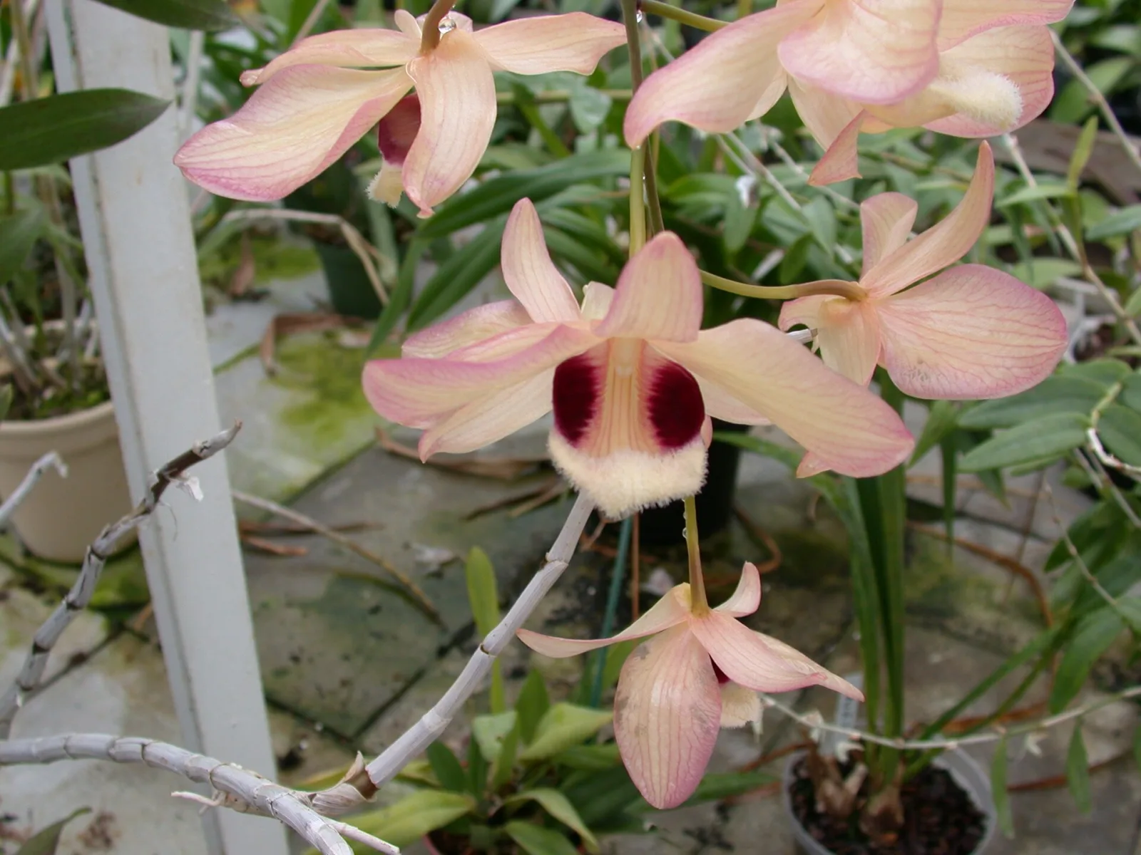 Dendrobium pulchellum