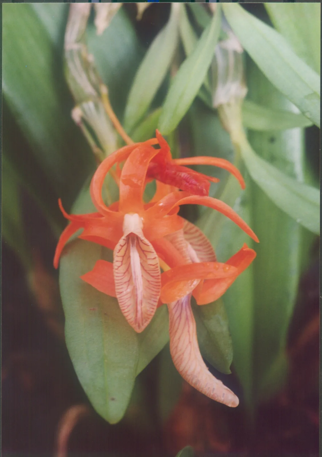 Dendrobium unicum