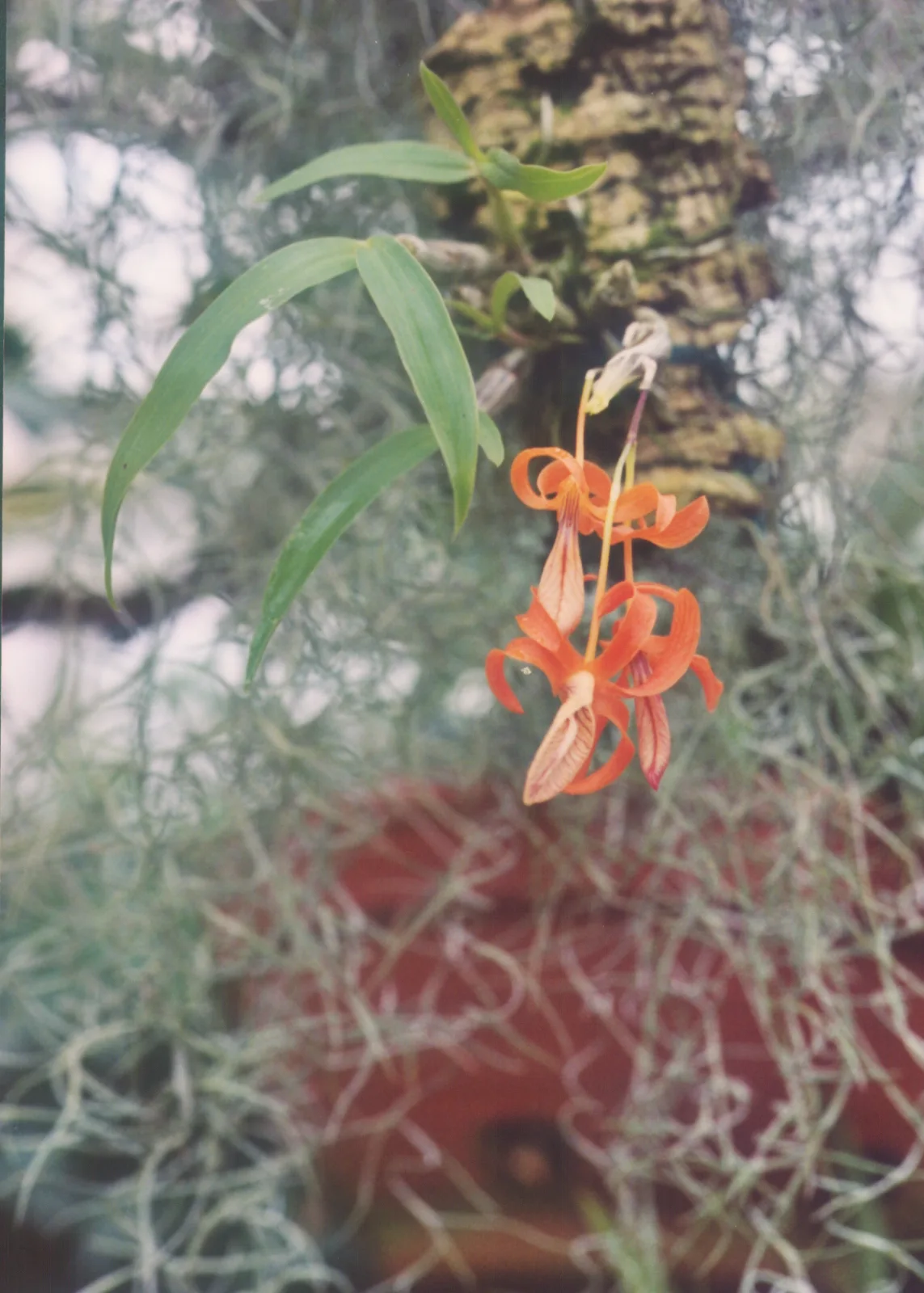 Dendrobium unicum