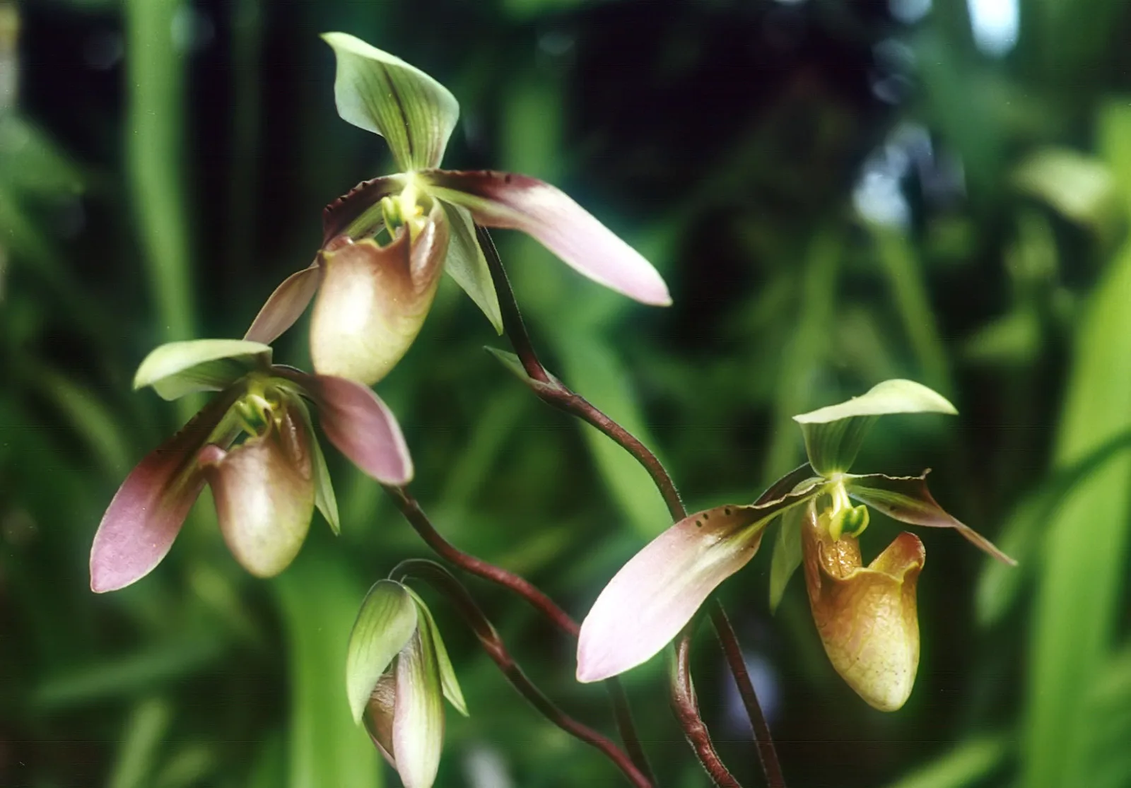 Paphiopedilum appletonianum