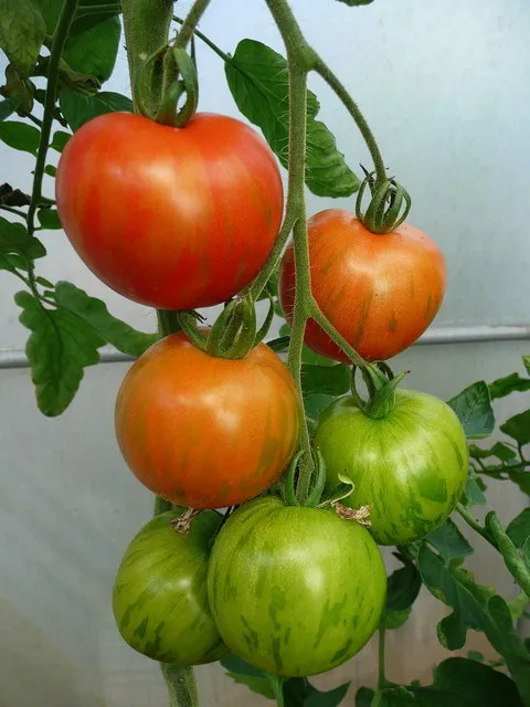 Tomato Tigerella