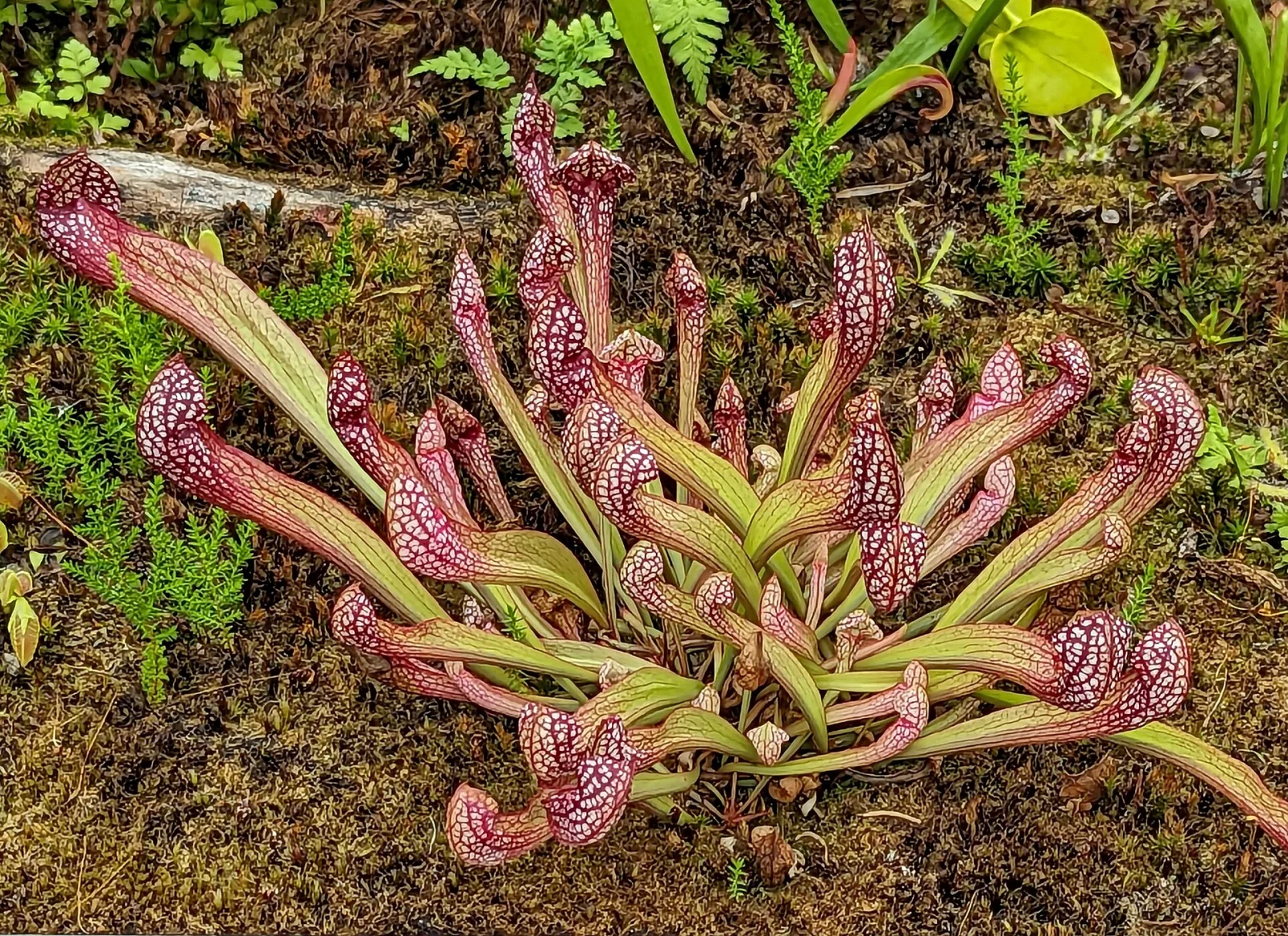 Sarracenia psittacina