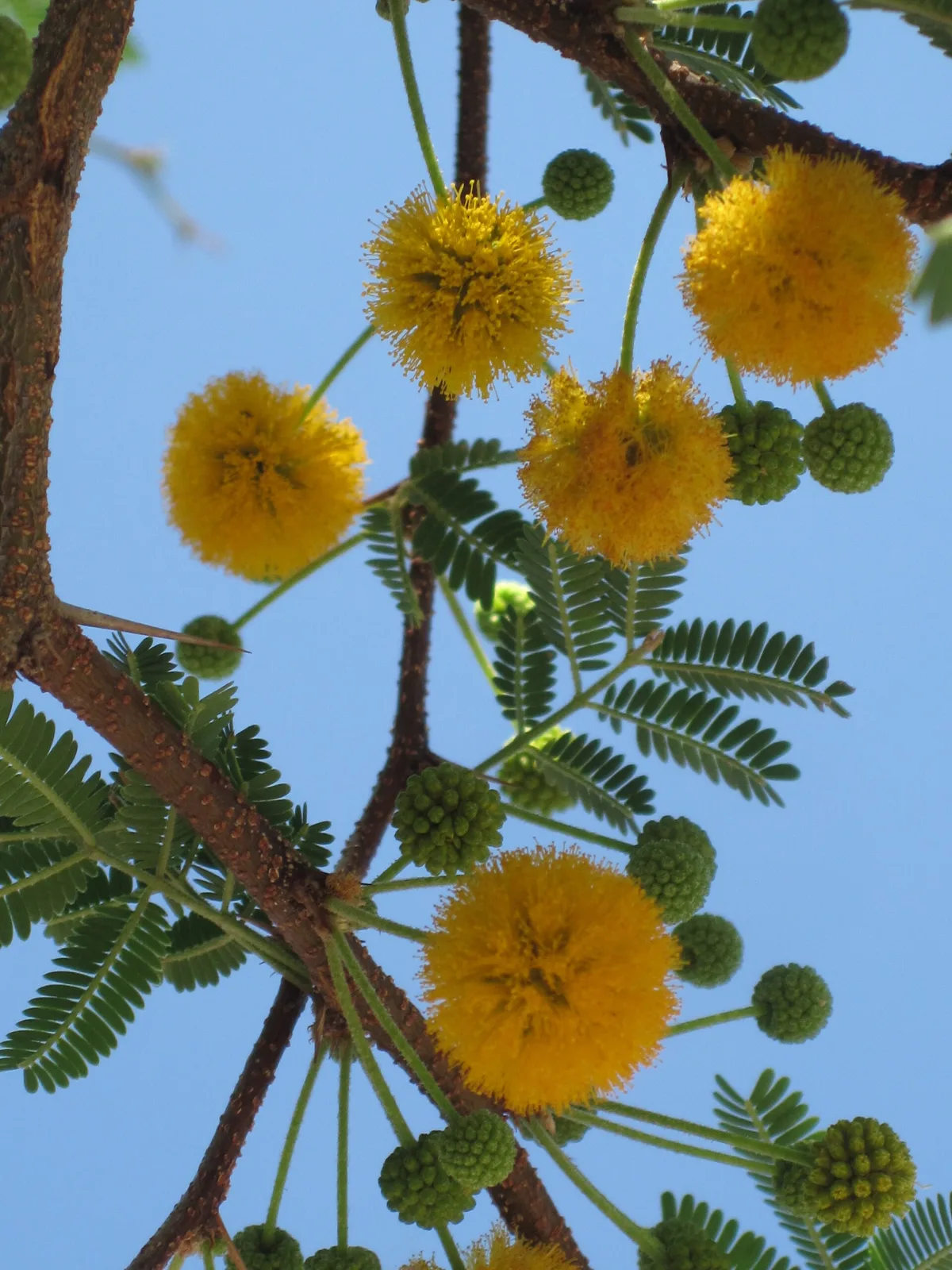 Acacia farnesiana