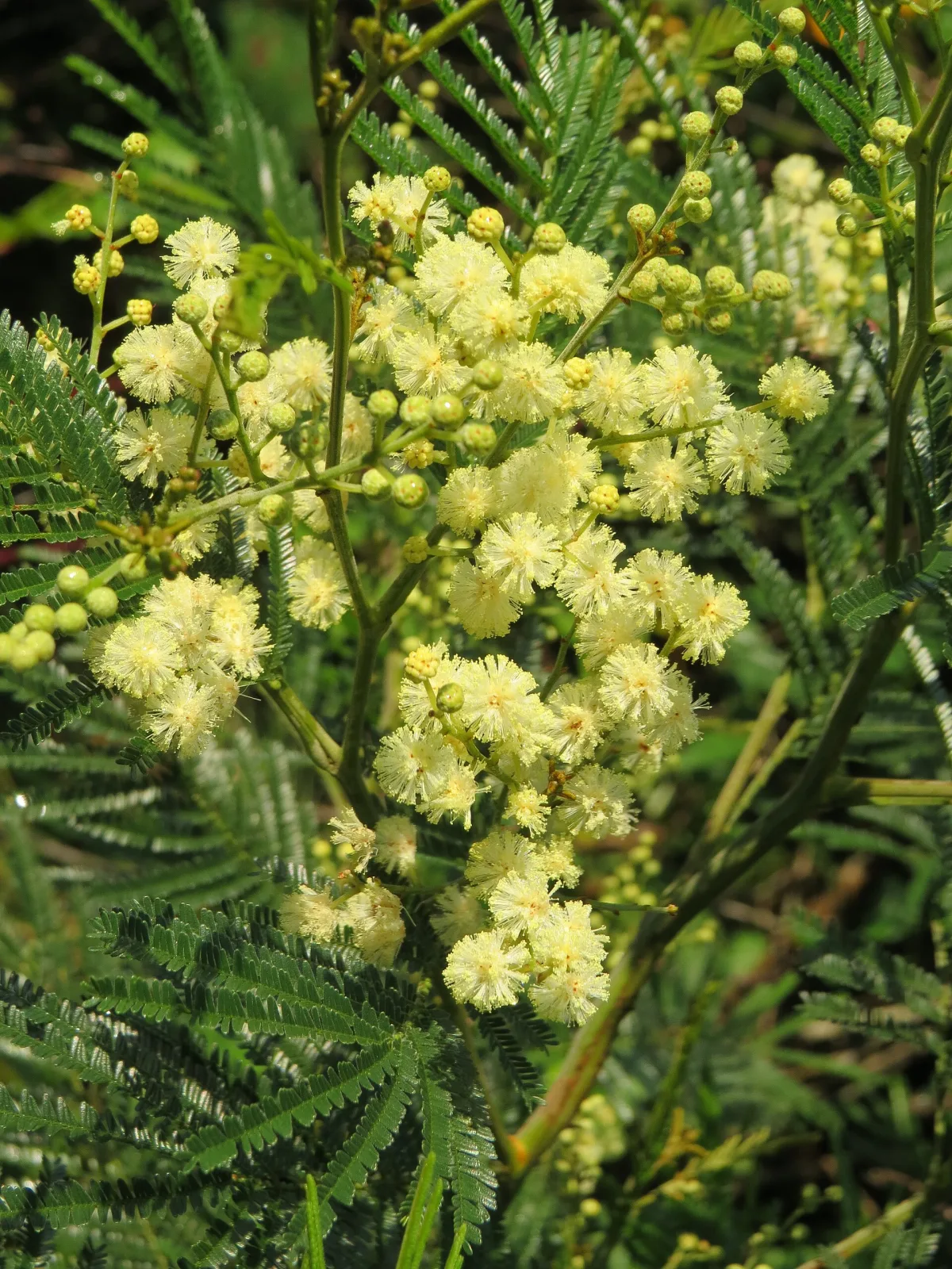 Acacia mearnsii