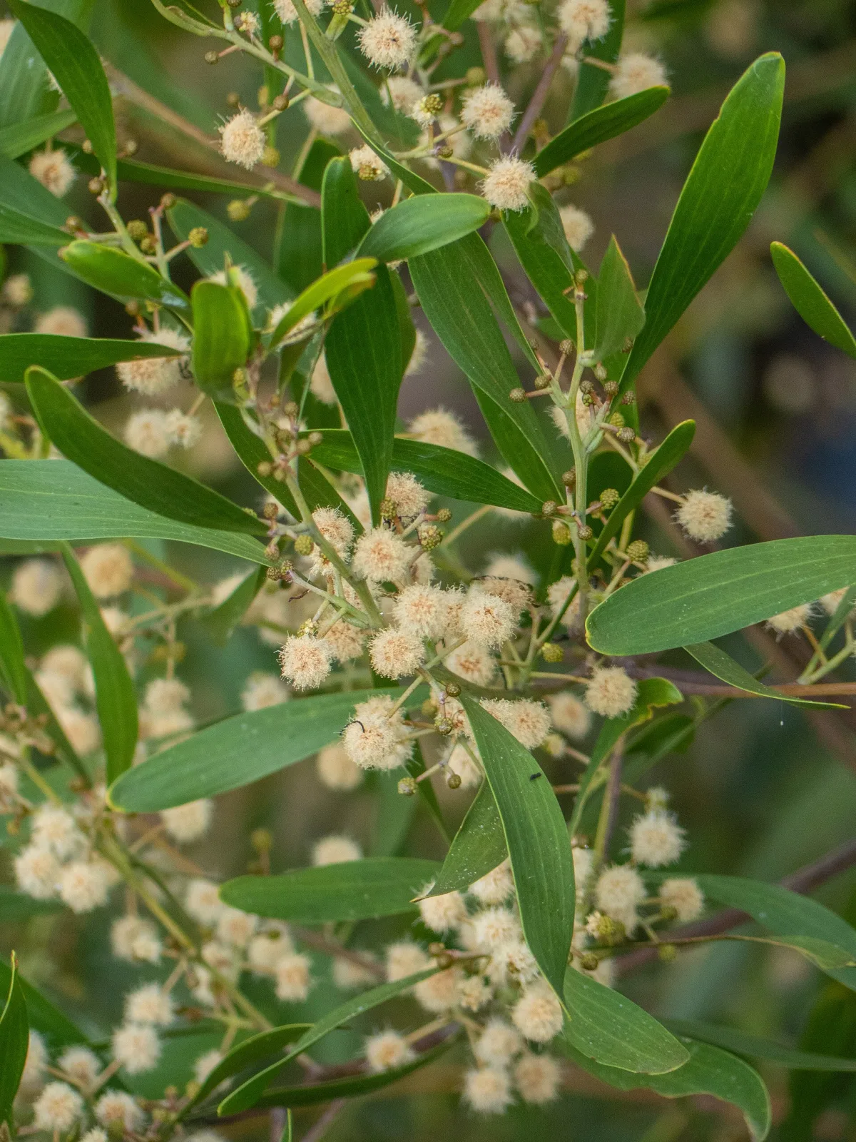 Acacia melanoxylon