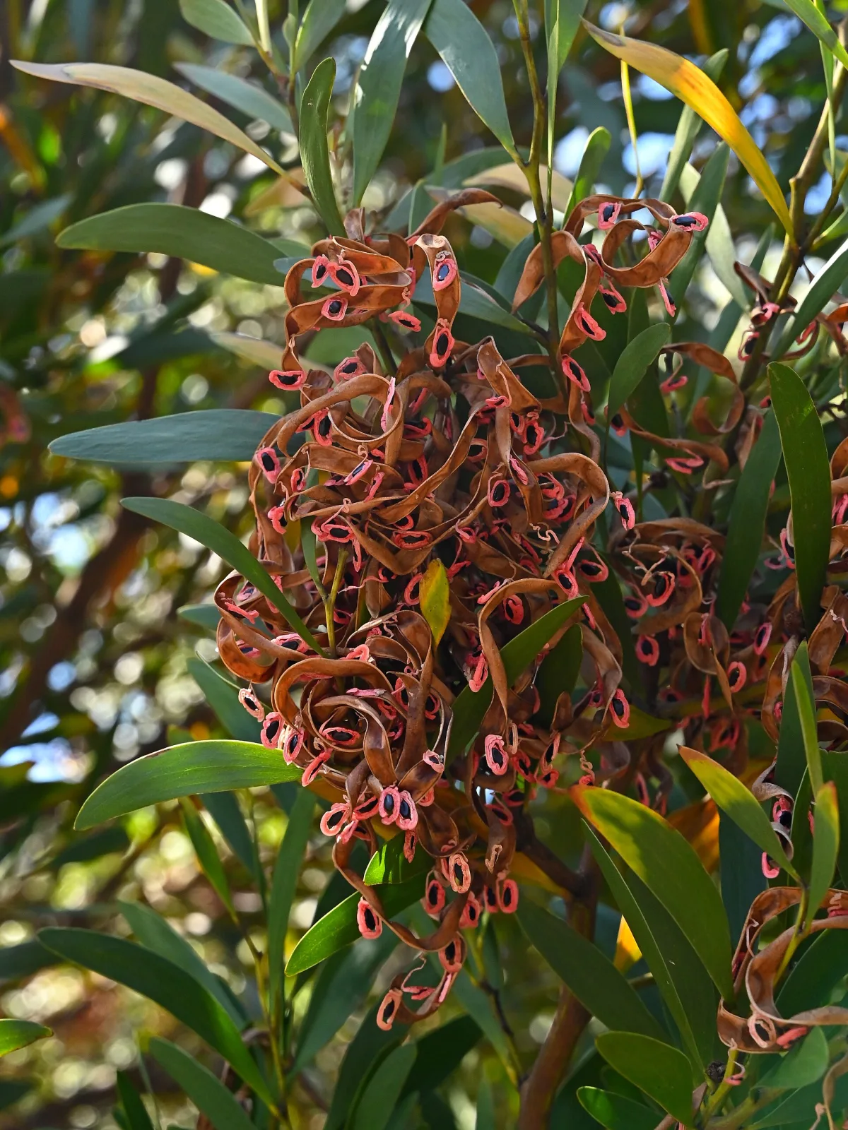 Acacia melanoxylon