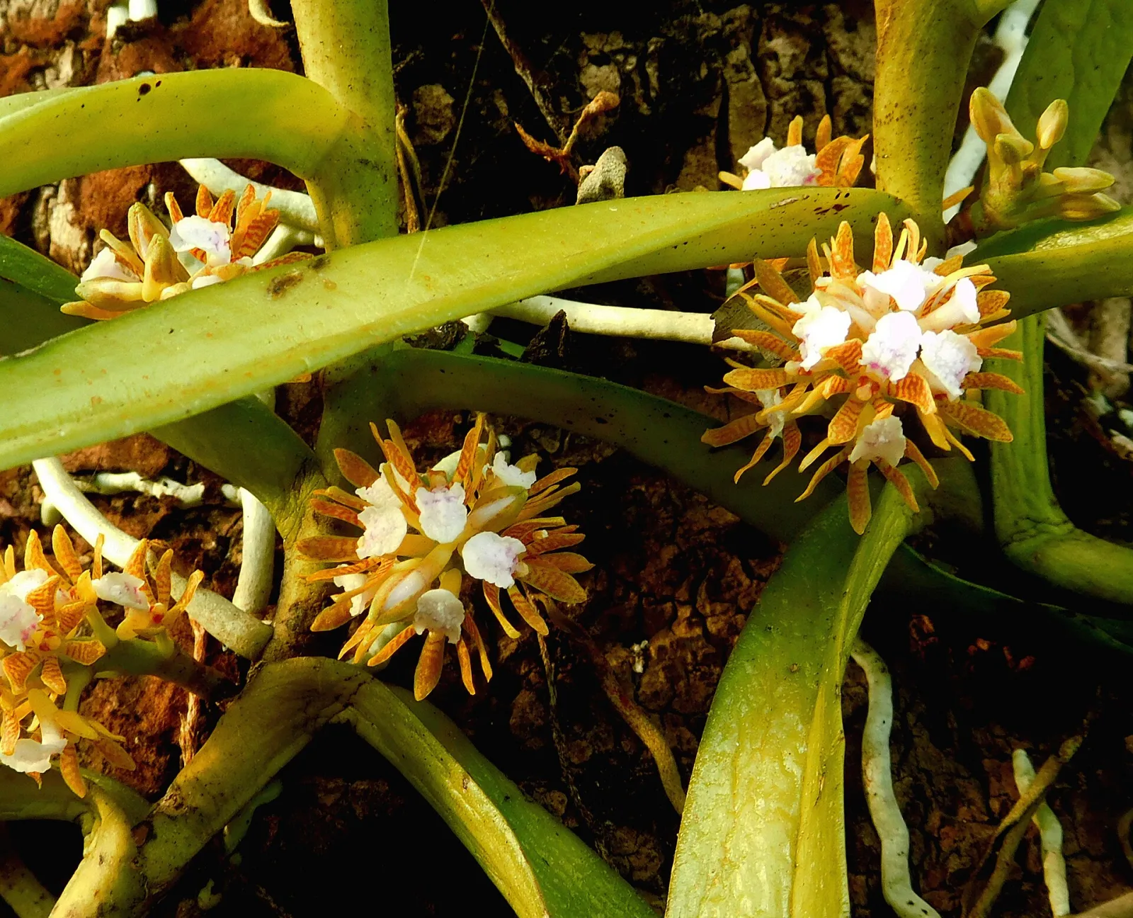 Acampe ochracea