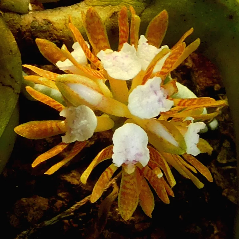 Acampe ochracea