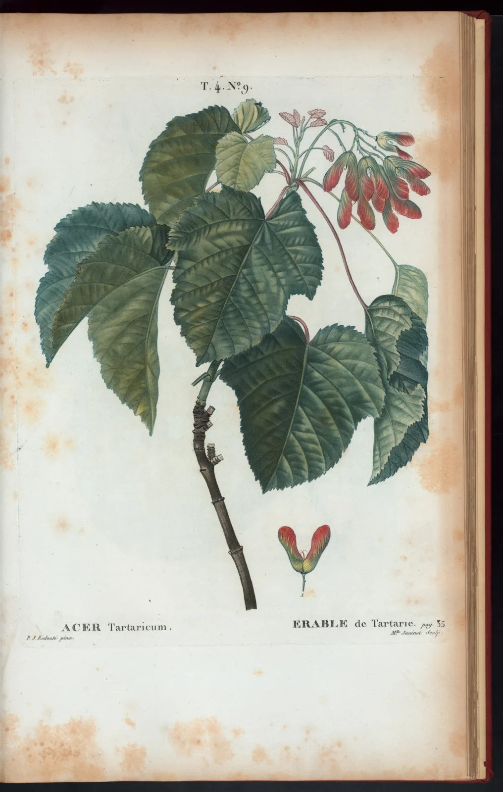 Acer tartaricum