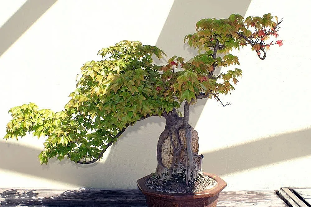 Acer buergerianum