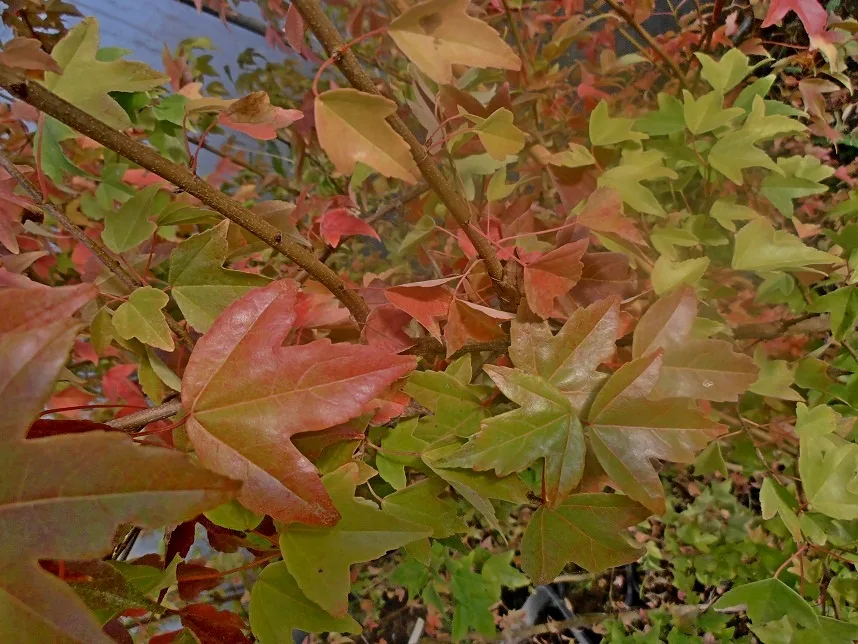 Acer buergerianum