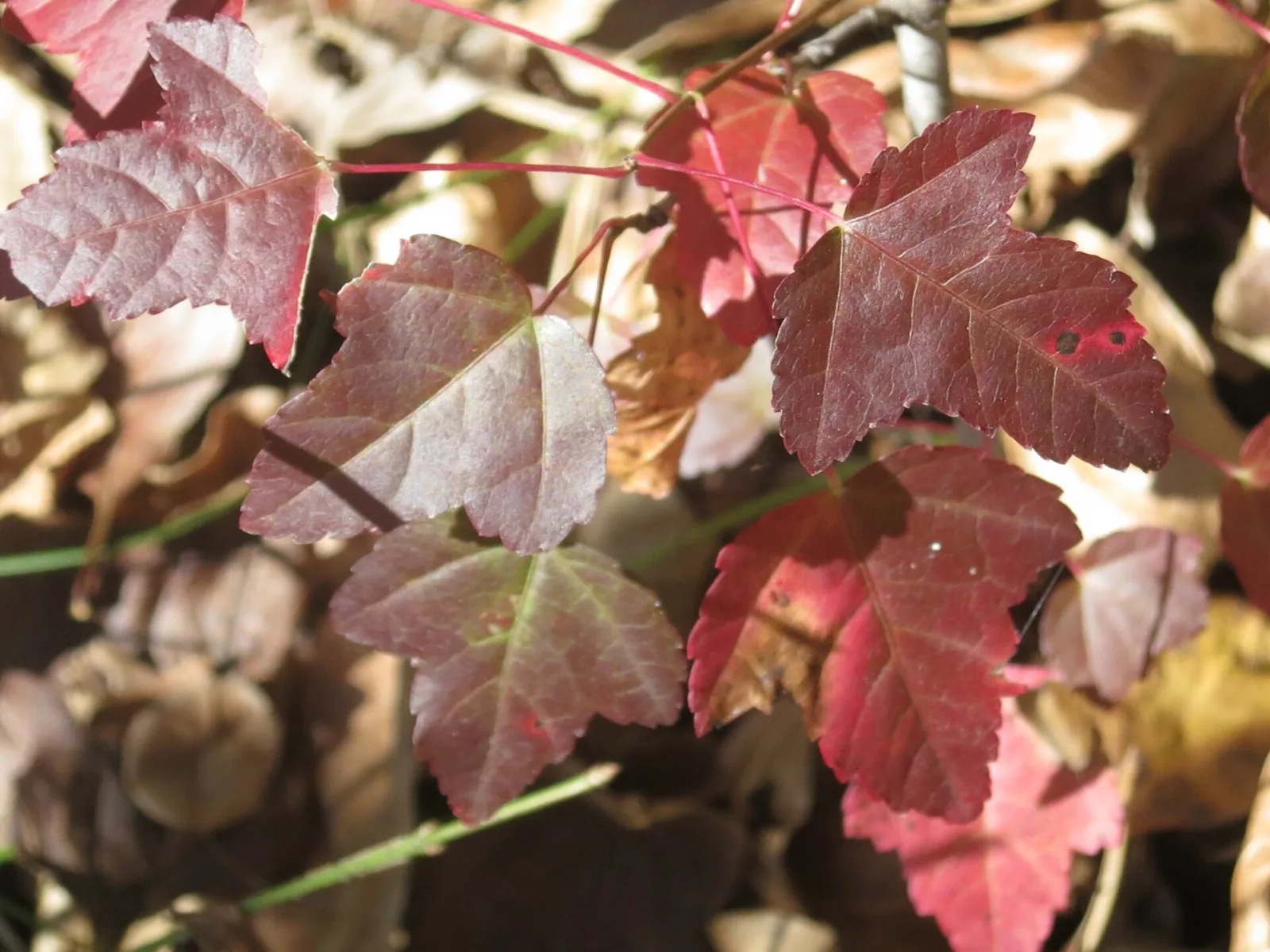 Acer ginnala