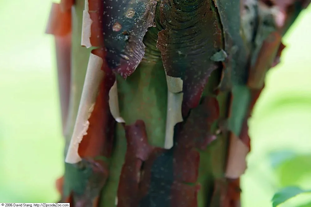 Acer ginnala