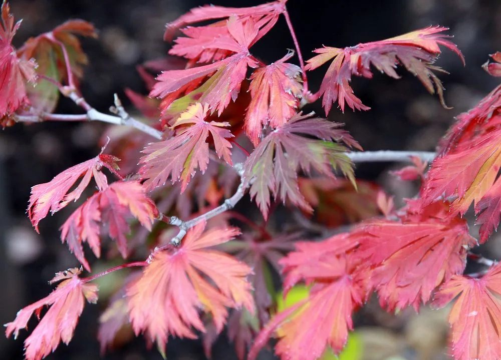 Acer japonicum aconitifolium