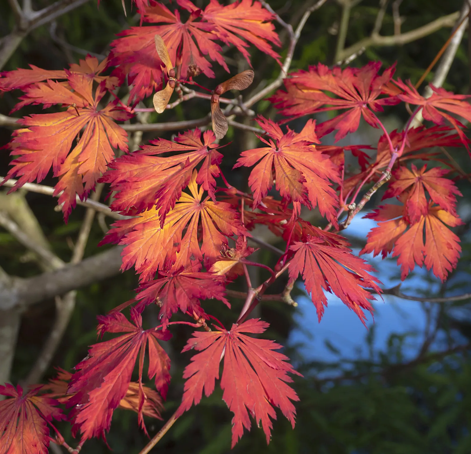 Acer japonicum aconitifolium