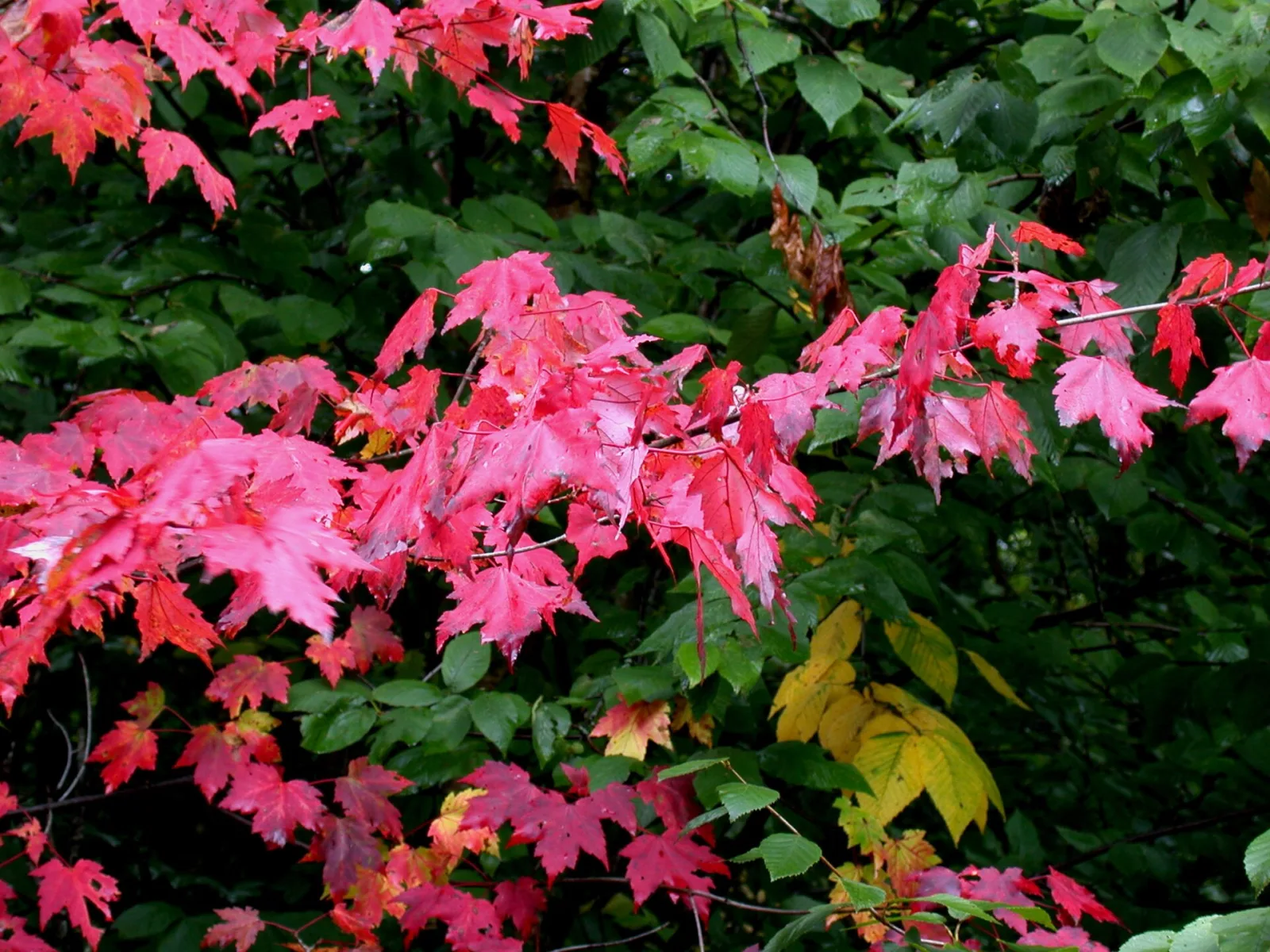 Acer rubrum