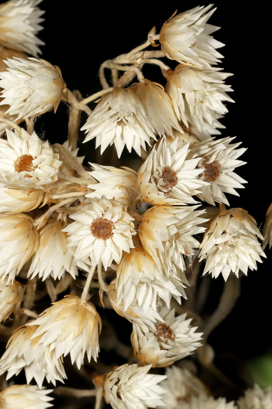 Syncarpha paniculata