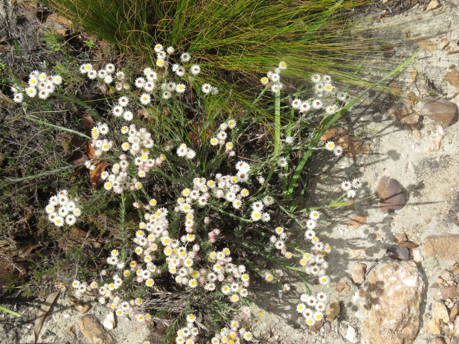 Syncarpha paniculata