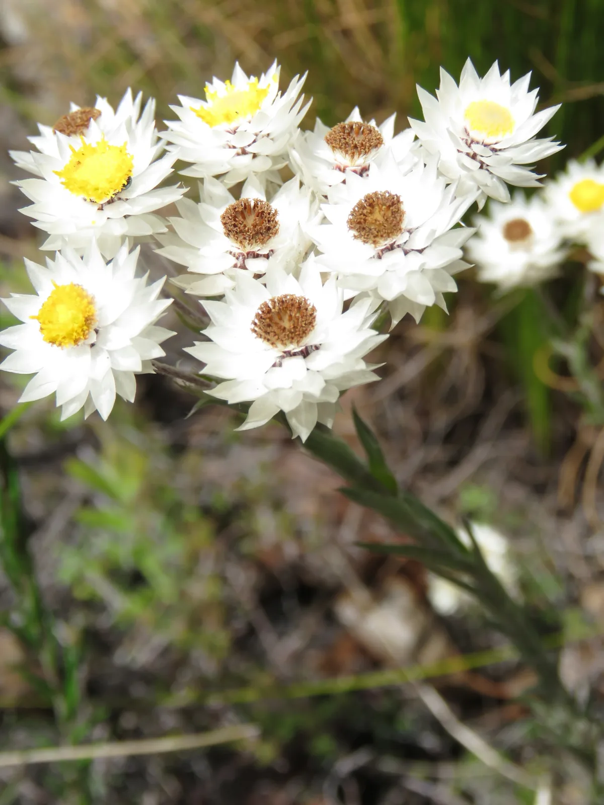 Syncarpha paniculata