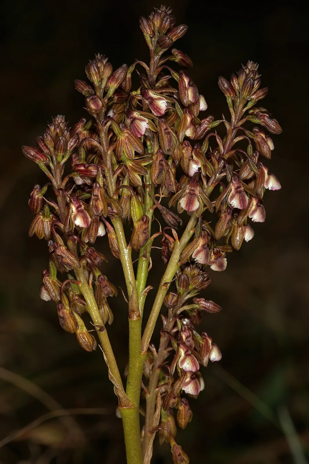 Acrolophia cochlearis