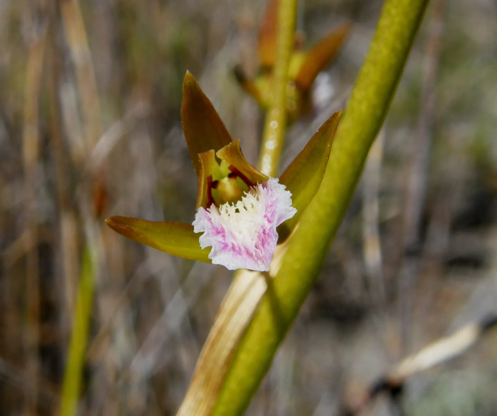 Acrolophia capensis
