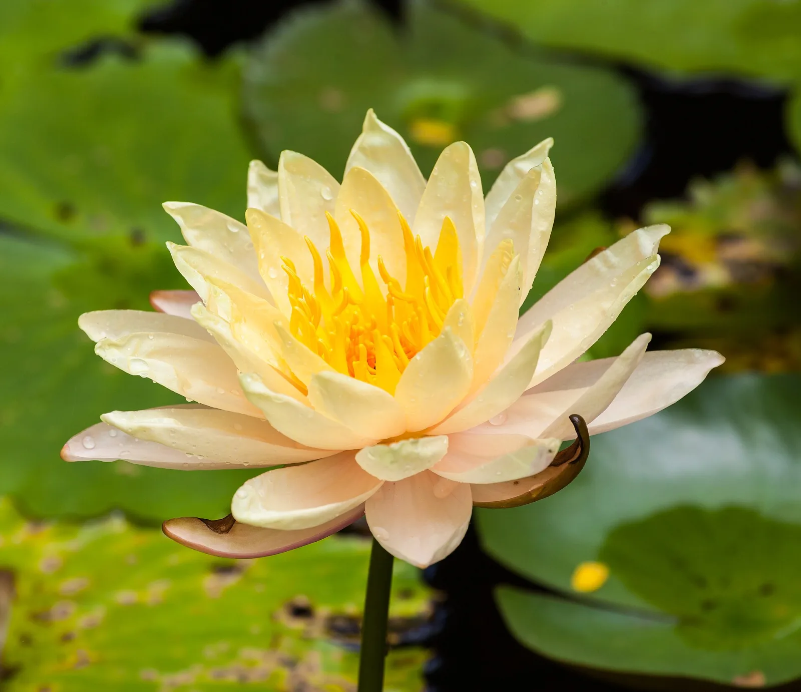 Nymphaea alba
