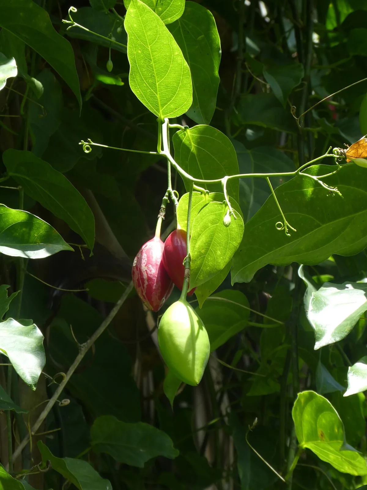 Adenia dadoseipala