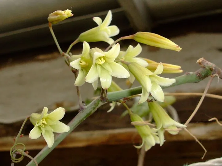 Adenia digitata