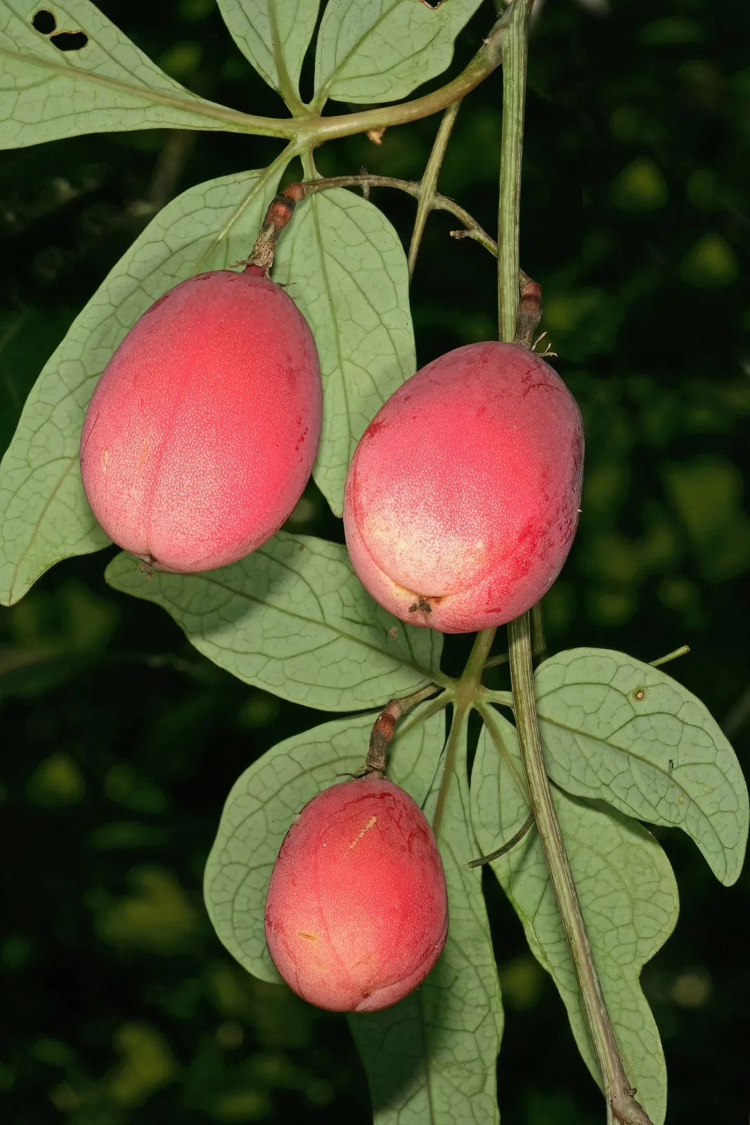 Adenia digitata