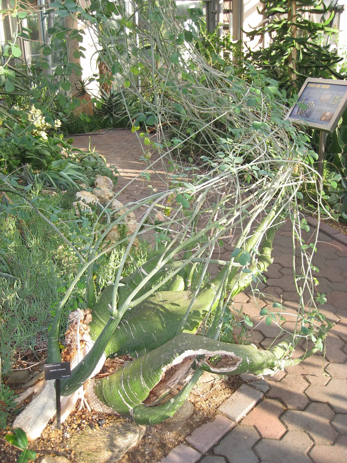 Adenia fruticosa