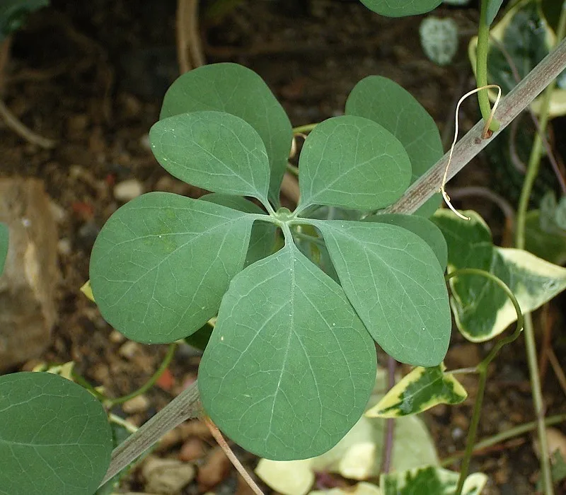Adenia fruticosa