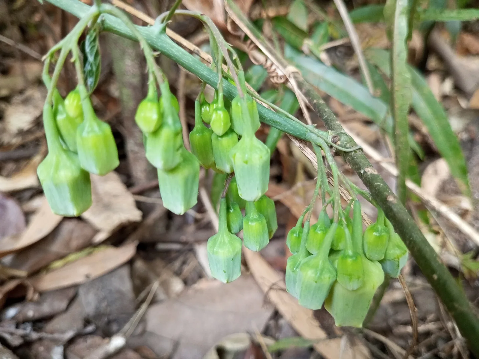 Adenia hondala