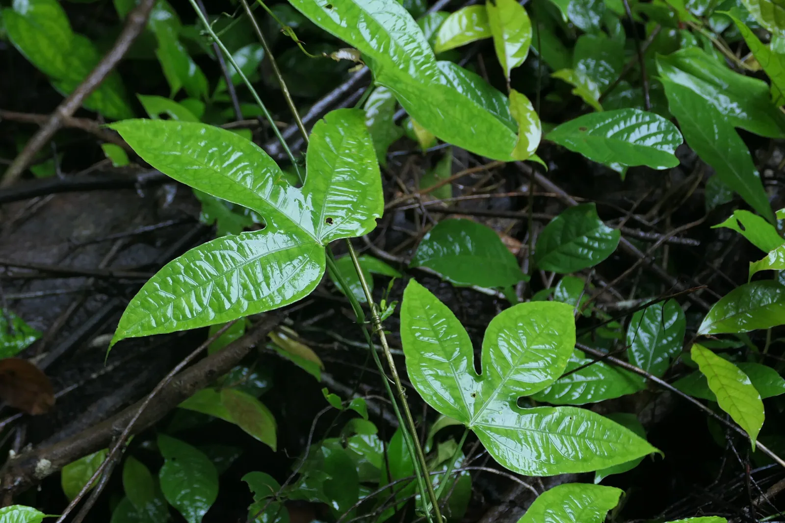 Adenia hondala