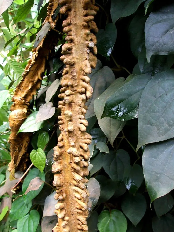 Adenia aloboensis