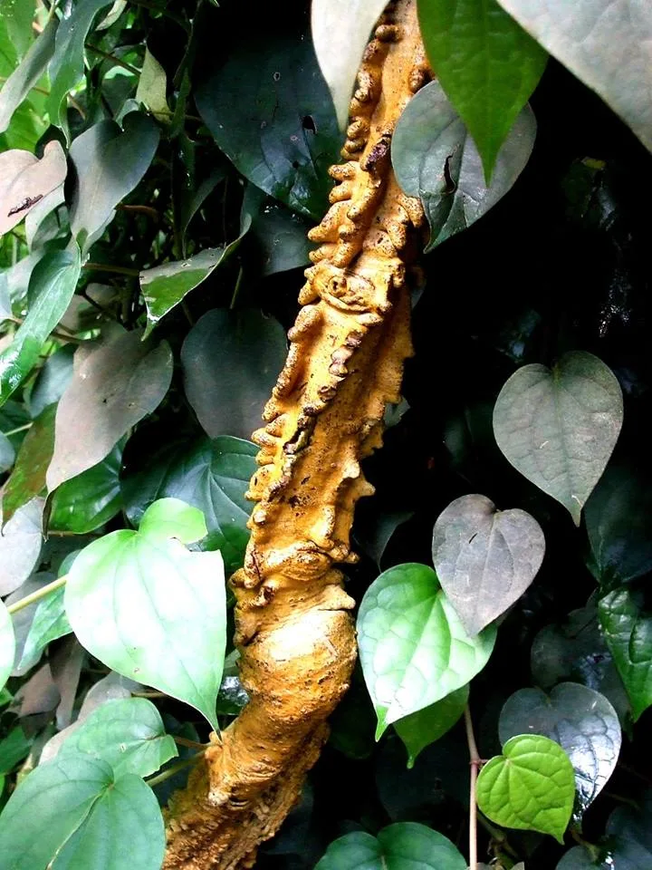 Adenia aloboensis