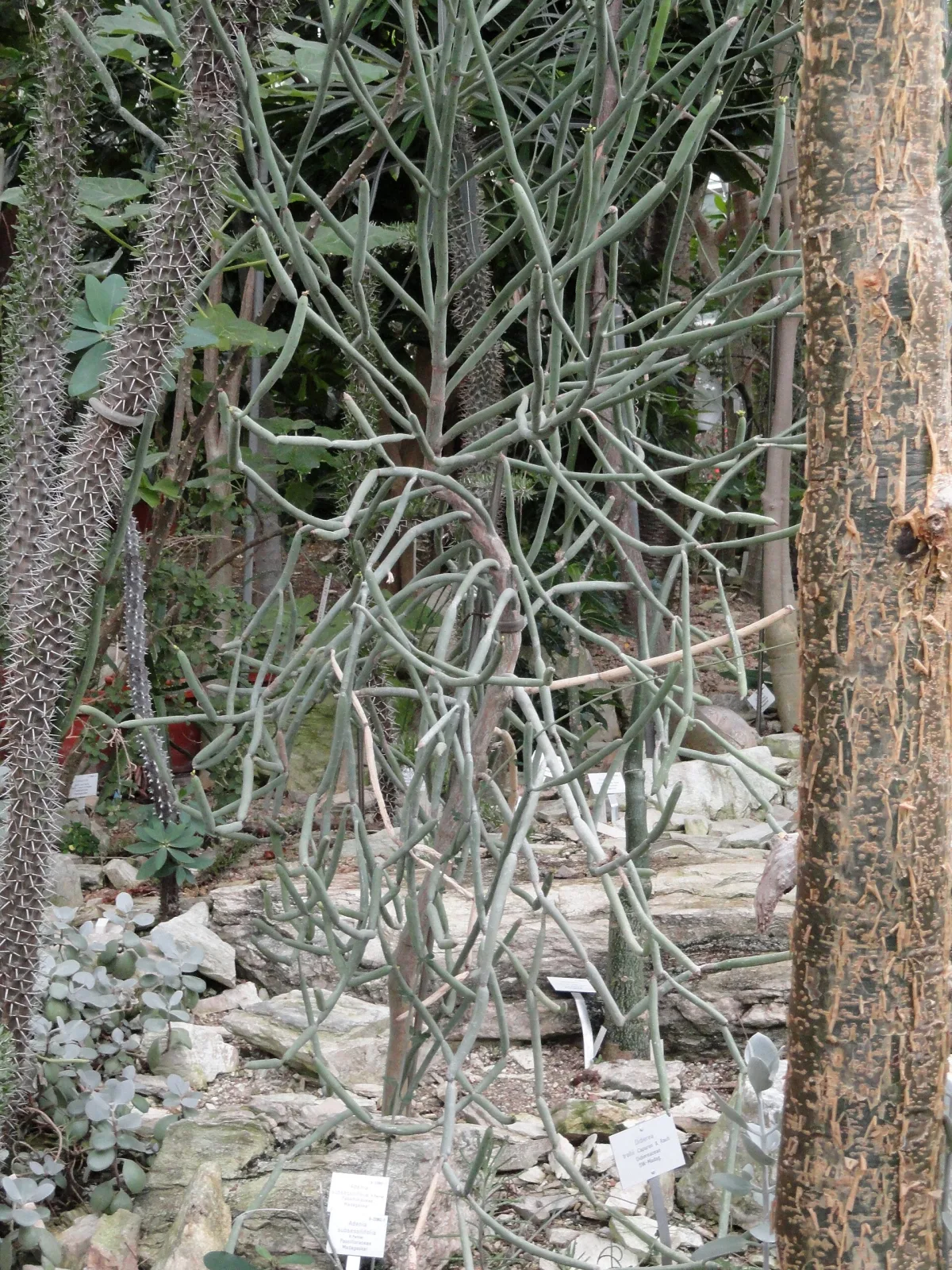 Adenia subsessilifolia