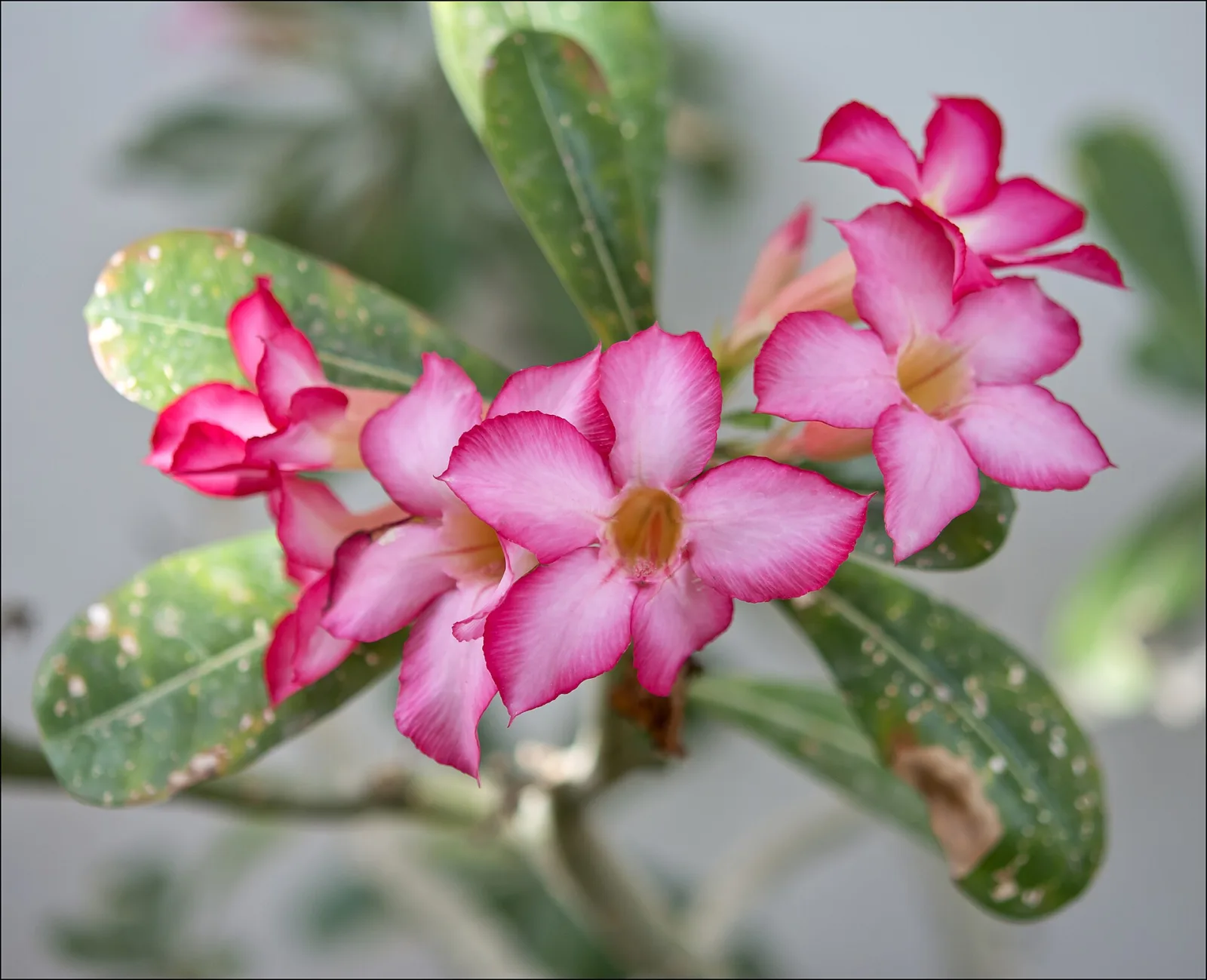 Adenium obesum Chankajang