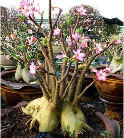 Adenium arabicum Pankorn