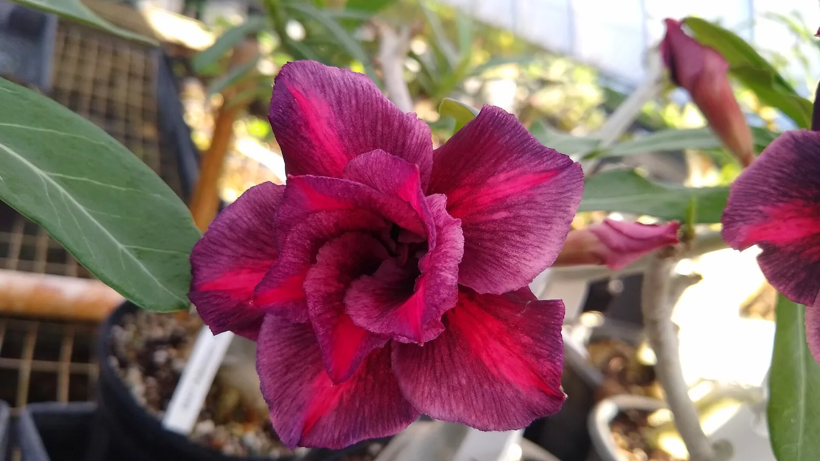 Adenium obesum Rare Blue