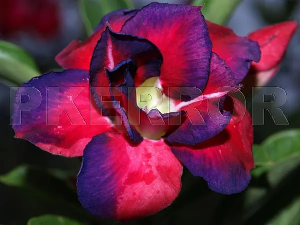 Adenium obesum Black Swamp