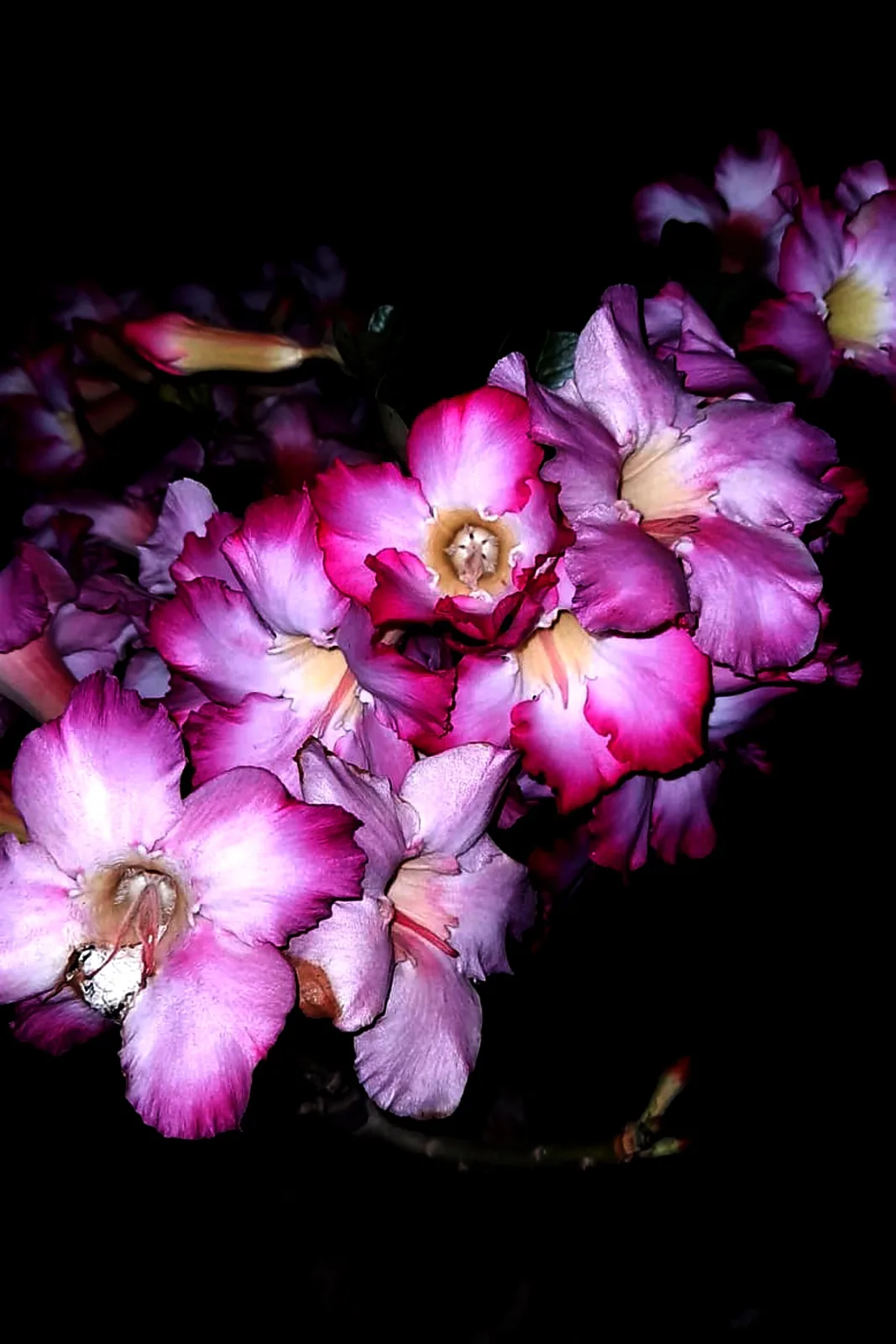 Adenium obesum Deep purple Doxzon