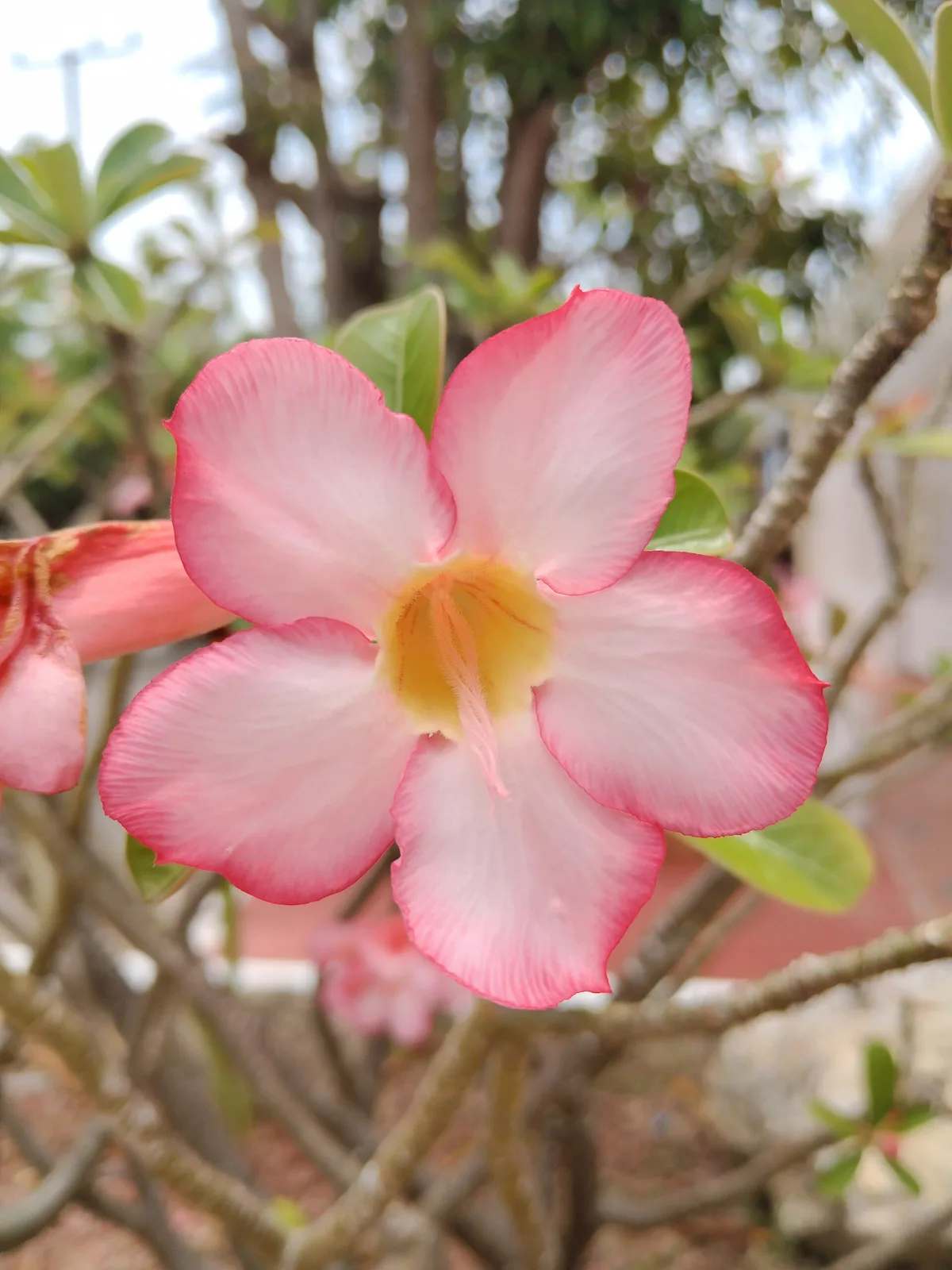 Adenium obesum 3171