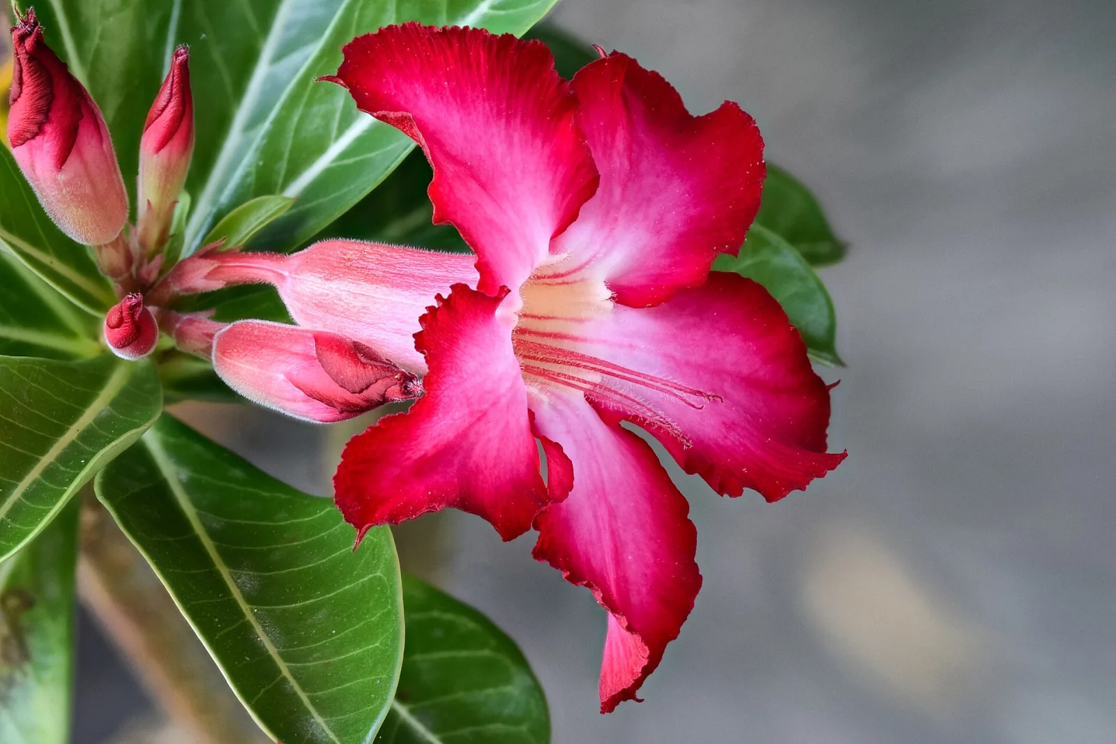 Adenium obesum Fire of Love