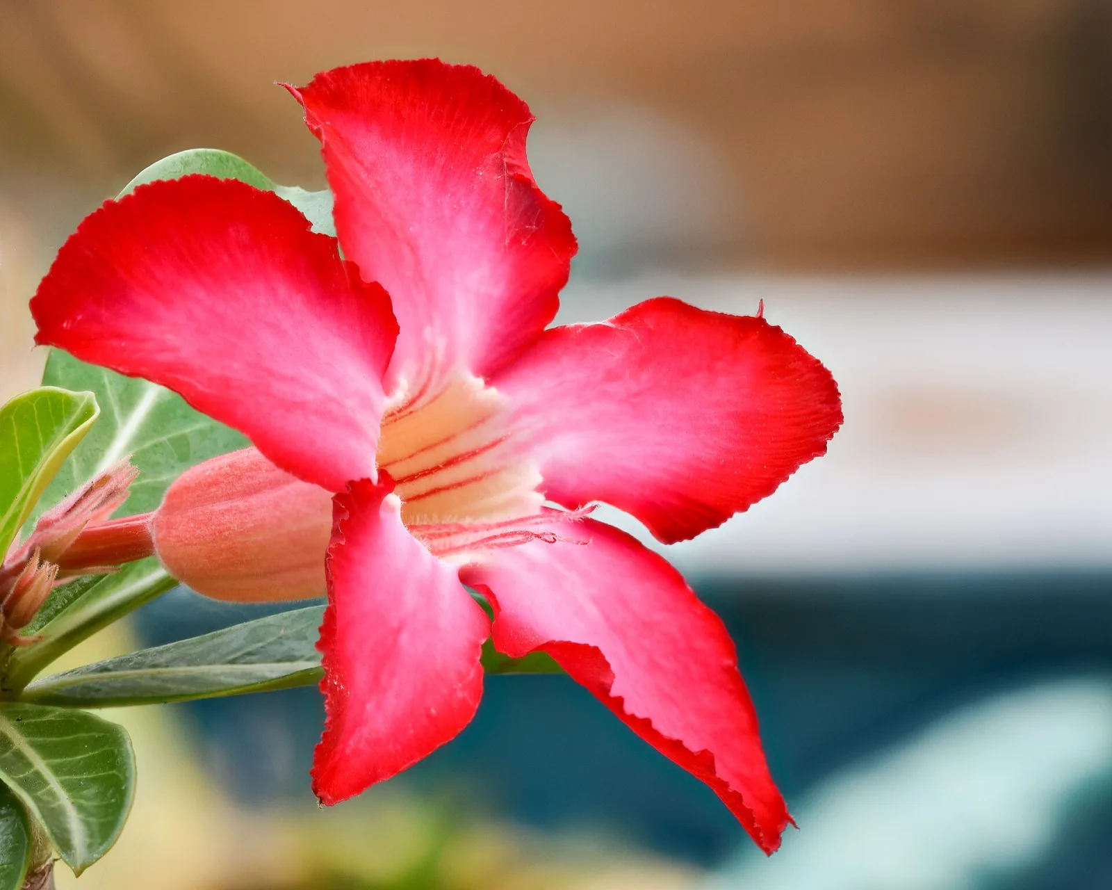 Adenium obesum Choktaveetrup
