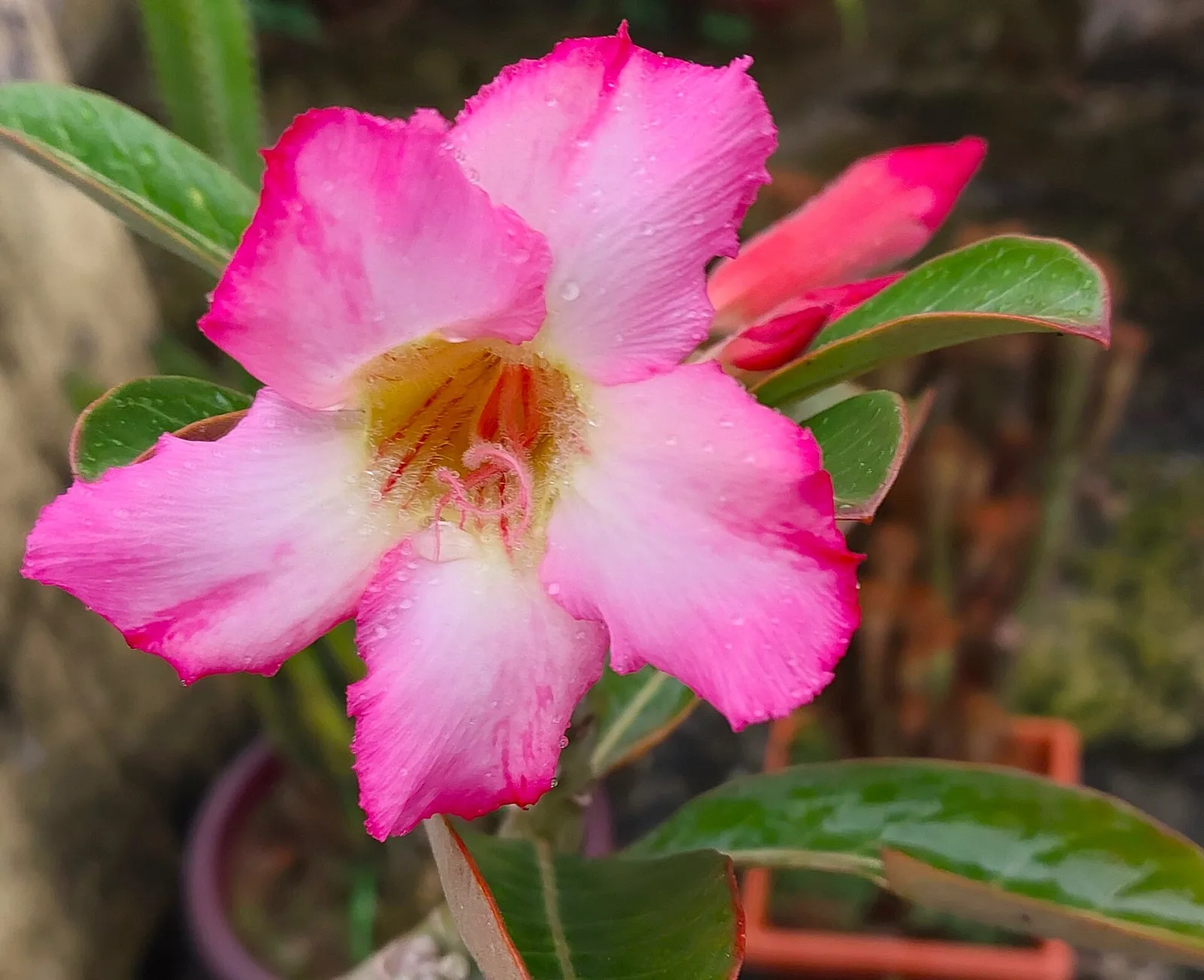 Adenium obesum Sugared Lilac